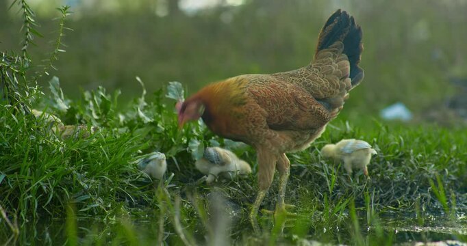 Indian Village Hen and Chicks Pecking Around