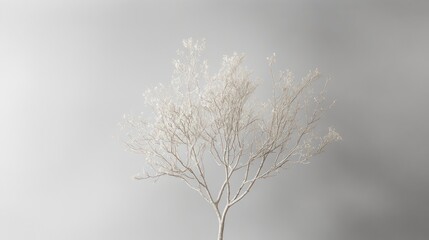 Obraz premium Winter tree, minimalist studio shot, neutral background, calm scene, website banner