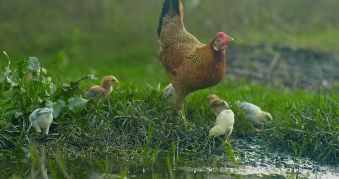Indian Village Hen and Chicks Pecking Around