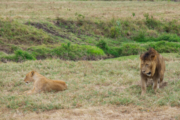 Lions copulating in Tanzania, Africa