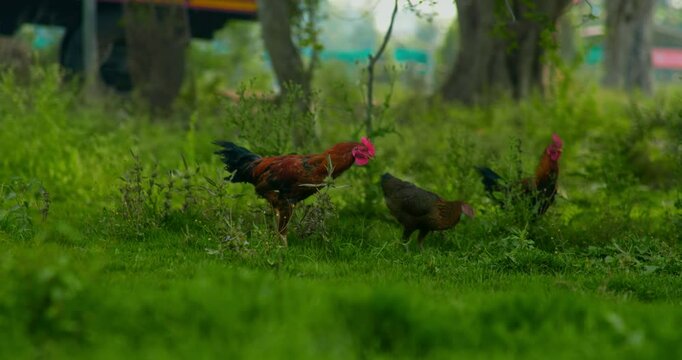 Indian Village Hen and Chicks Pecking Around