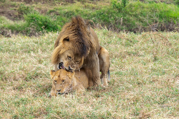 Lions copulating in Tanzania, Africa