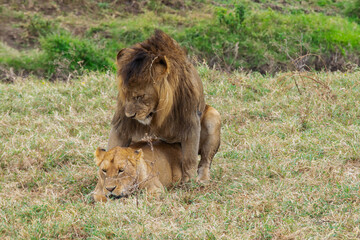 Lions copulating in Tanzania, Africa