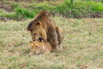 Lions copulating in Tanzania, Africa