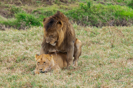 Lions copulating in Tanzania, Africa