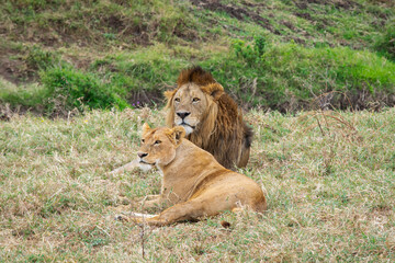 Lions copulating in Tanzania, Africa