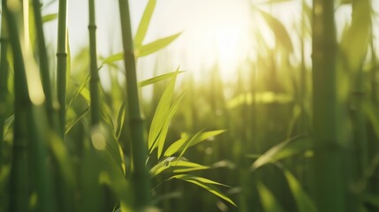 Sunlight Filters Through Lush Green Bamboo Forest in Serenity