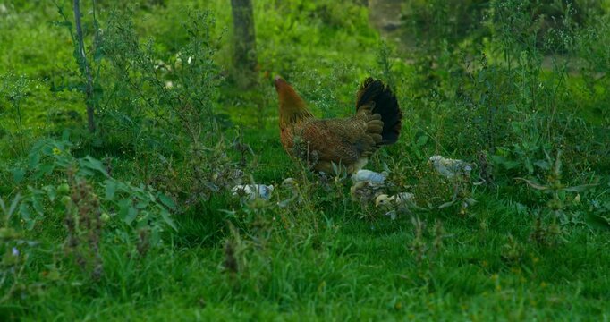 Indian Village Hen and Chicks Pecking Around