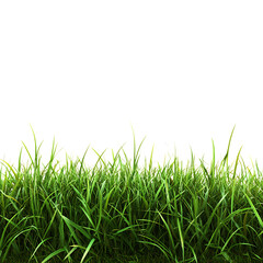 Fototapeta premium PNG Green Grass Against Transparent Background for Nature, Landscaping, or Environmental Design Projects