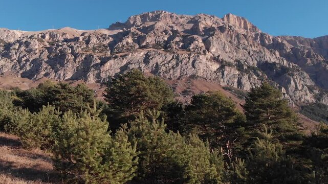 Caucasus, North Ossetia. Alagir gorge. Pine forest in the mountains.