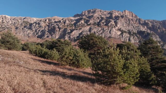 Caucasus, North Ossetia. Alagir gorge. Pine forest in the mountains.