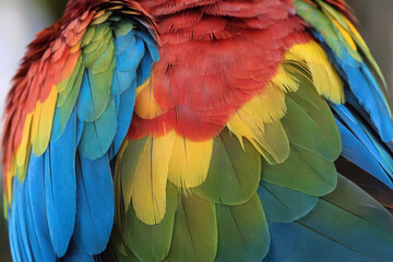 Obraz premium Close-up of Vibrant Parrot Feathers Displaying a Spectrum of Colors