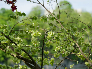 European field elm (Ulmus minor Mill.) Graceful tree with slender and arching branches covered with winged fruits surronded with some glossy and oval dark green leaves in late spring
