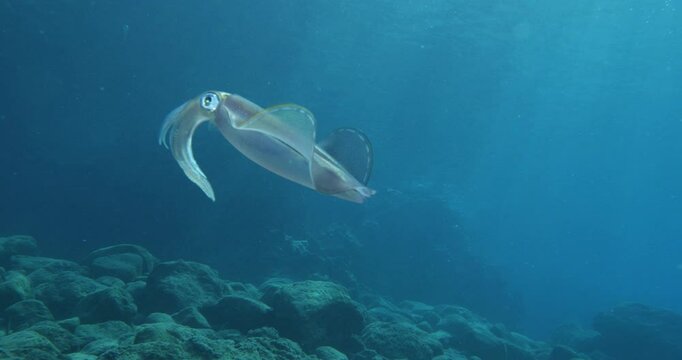 squid  underwater  calamari drifting and swimming underwater close and slow ocean scenery animal cephalopod : Decapodiformes sepioteuthis lessoniana