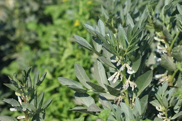 close up of fava bean branch with flowers