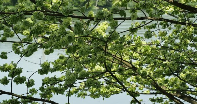 Ulmus minor) Field elm or smooth-leaved elm tree with branches provided with winged samaras attracting numerous pollinating insects
