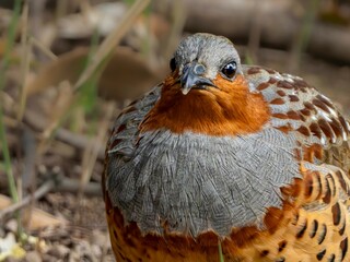 森の中で地面に降りてエサを探しているコジュケイ