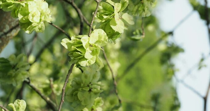 Fine shoots of Field elm or smooth-leaved elm tree (Ulmus minor) bearing winged fruits, light red in the center and lime-green-yellow on edges
