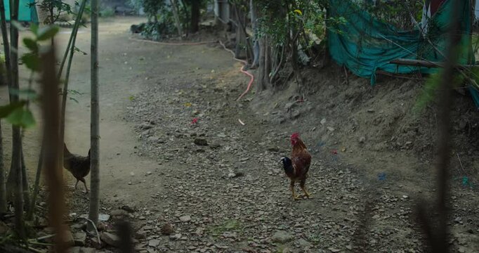 Beautiful Indian Rooster Crowing

