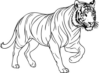 illustration of a tiger