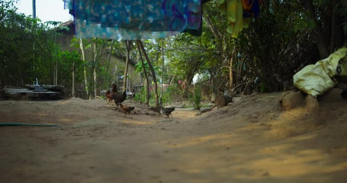 Beautiful Indian Rooster Crowing

