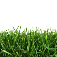 Vibrant green, freshly cut grass rises upward against a clean transparent background ideal for garden advertising.