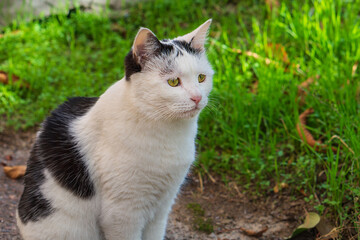 Funny black and white cat sitting on green grass background and looking left, pet portrait while walking outdoors. Animals interested in what is happening in the surrounding space