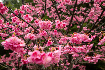 奄美大島の冬, 満開の寒緋桜