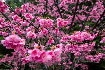 奄美大島の冬, 満開の寒緋桜