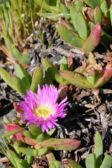 Closeup on the pink flowering invasive succulent Hottentot fig Carpobrotus acinaciformis at Crescent city coast