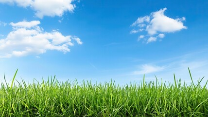 environmental conservation sustainability preservation restoration. Grassland Ecosystem Revival Protecting native grasslands while reintroducing native plants and grazing species to restore balance