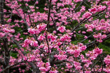 奄美大島の冬, 満開の寒緋桜