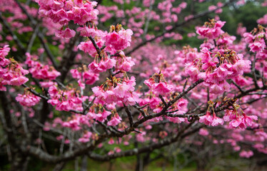奄美大島の冬, 満開の寒緋桜
