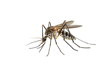 a close up of a mosquito