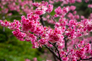 Fototapeta premium 奄美大島の冬, 満開の寒緋桜