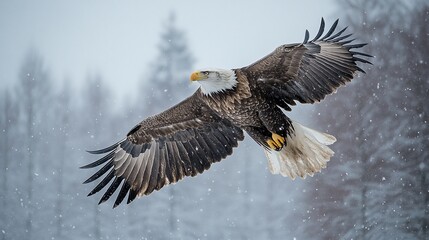 Fototapeta premium Majestic Bald Eagle Soaring Through Snowy Winter Forest During Flight