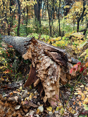 Obraz premium Detail of a Fallen Tree