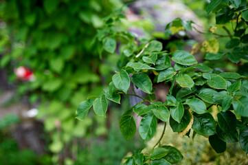 Green rose leaves on a bush, summer, village