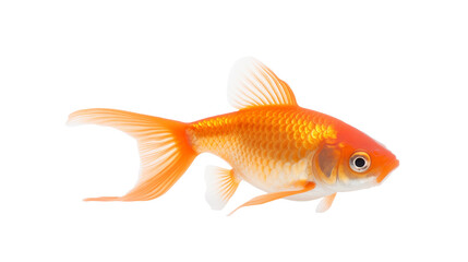 a gold fish with a white background