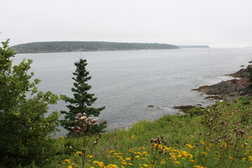 Wildflowers overlooking overcast skies in Maine