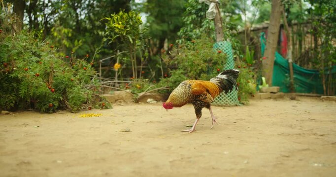 Beautiful Indian Rooster Crowing

