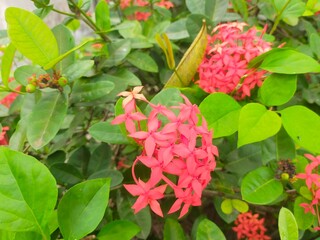 pink flowers in the garden