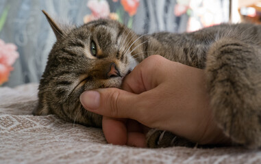 An aggressive gray cat attacked the owner's hand. A beautiful cute cat plays with a woman's hand...