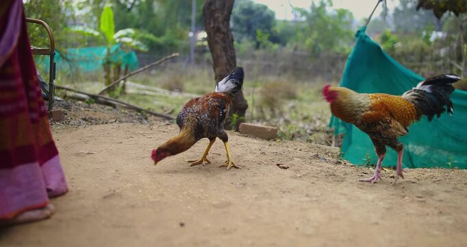 Beautiful Indian Rooster Crowing

