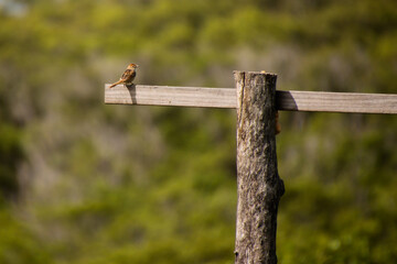 A Golden-Headed Cisticola Perched on a Wooden Post