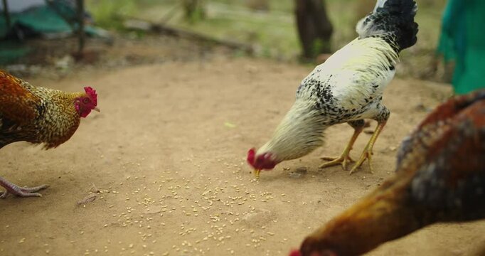 Beautiful Indian Rooster Crowing

