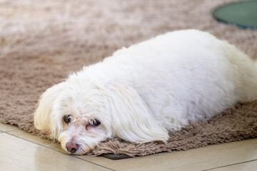 Relaxed Dog Resting on Carpet