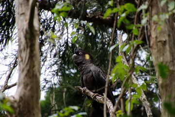 A Yellow-tailed Black Cockatoo with Striking Yellow Ear Patches