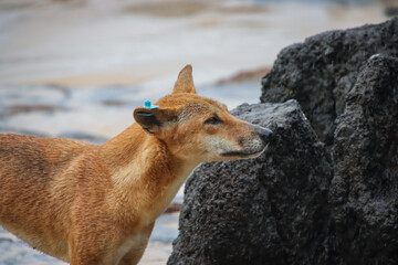 An Australian Dingo in its Natural Habitat