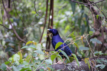  A Male Satin Bowerbird Displaying in the Forest